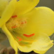 Foto von Besonderheit Verbascum phlomoides
