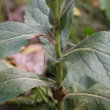 Blätterfoto Verbascum phlomoides