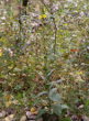 Habitusfoto Verbascum phlomoides