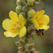Portraitfoto Verbascum phlomoides