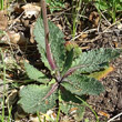 Blätterfoto Verbascum phoeniceum