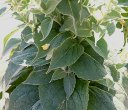 Blätterfoto Verbascum thapsus