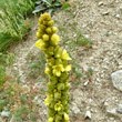 Blütenfoto Verbascum thapsus subsp.montanum