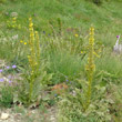 Habitusfoto Verbascum thapsus subsp.montanum