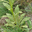 Blätterfoto Verbascum thapsus subsp.montanum