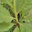 Stängel-/Stammfoto Verbascum thapsus subsp.montanum