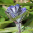 Blütenfoto Veronica alpina