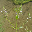 Blütenfoto Veronica anagallis-aquatica