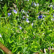 Habitusfoto Veronica serpyllifolia subsp.humifusa