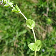 Blätterfoto Veronica serpyllifolia subsp.humifusa