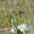 Fruchtfoto Veronica triphyllos