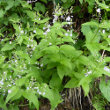 Habitusfoto Veronica urticifolia