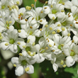 Blütenfoto Viburnum lantana