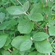 Blätterfoto Viburnum lantana