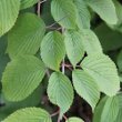 Blätterfoto Viburnum plicatum