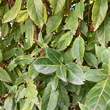 Blätterfoto Viburnum tinus