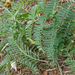 Blätterfoto Vicia cracca subsp. incana