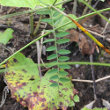 Blätterfoto Vicia cracca