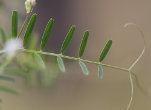 Blätterfoto Vicia hirsuta