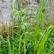 Habitusfoto Vicia narbonensis