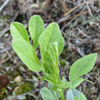 Blätterfoto Vicia narbonensis