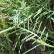 Blätterfoto Vicia onobrychioides