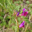 Portraitfoto Vicia sativa ssp. nigra