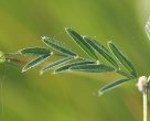 Blätterfoto Vicia sativa ssp. nigra