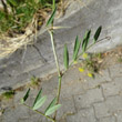 Foto von Besonderheit Vicia sativa ssp. nigra