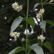 Blütenfoto Vincetoxicum hirundinaria