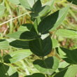 Blätterfoto Vincetoxicum hirundinaria