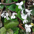 Portraitfoto Viola alba subsp. scotophylla