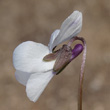 Blütenfoto Viola alba subsp. scotophylla