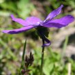 Blütenfoto Viola calcarata