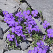 Habitusfoto Viola cenisia
