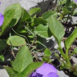 Blätterfoto Viola cenisia
