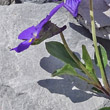 Foto von Besonderheit Viola cenisia