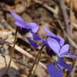 Blütenfoto Viola hirta