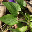 Blätterfoto Viola hirta