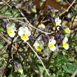 Blütenfoto Viola kitaibeliana