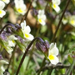 Foto von Besonderheit Viola kitaibeliana