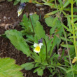 Habitusfoto Viola kitaibeliana