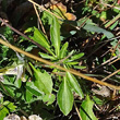 Blätterfoto Viola lutea