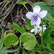 Portraitfoto Viola palustris