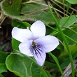 Blütenfoto Viola palustris