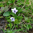 Habitusfoto Viola palustris