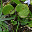 Blätterfoto Viola palustris