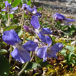 Blütenfoto Viola rupestris
