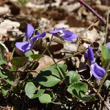 Habitusfoto Viola rupestris