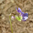 Blütenfoto Viola suavis